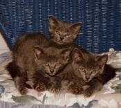 pic1 2451