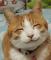 catsrule