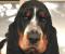 Bassetguy