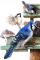 BlueJay