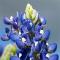 Bluebonnet