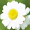 Daisy_7