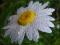 Daisyrain643
