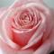 Glendroses