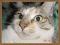 Starcat923