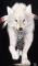 WhiteWolf4