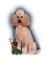bichon