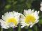 daisylady164