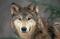 graywolf52