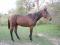 horseatpost