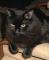 slycat