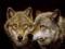 wolfsfire