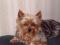 yorkieluver